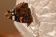 Vanessa atalanta Vanessa atalanta